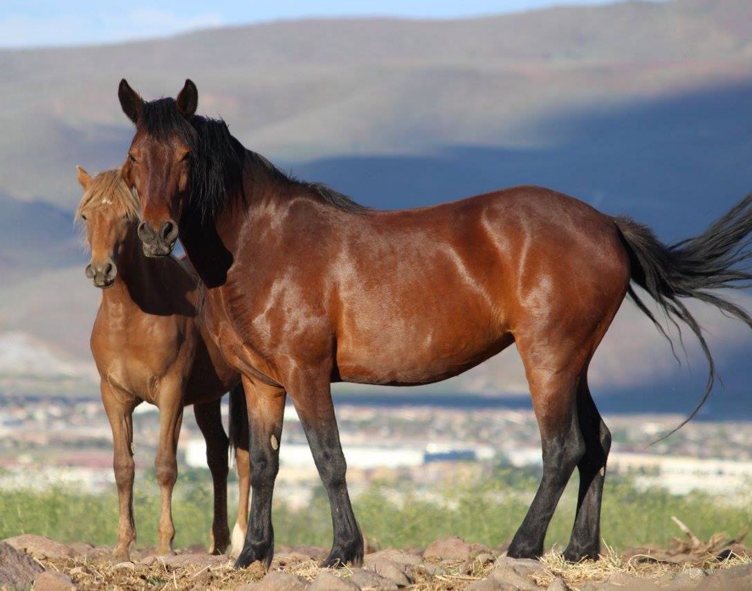 01 23 2017 By Omega Alpha Equine Virginia Range Mustangs Calling 01 23 2017 By Omega Alpha Equine Virginia Range Mustangs Calling Dr Hendrix Dvm Horse Nation