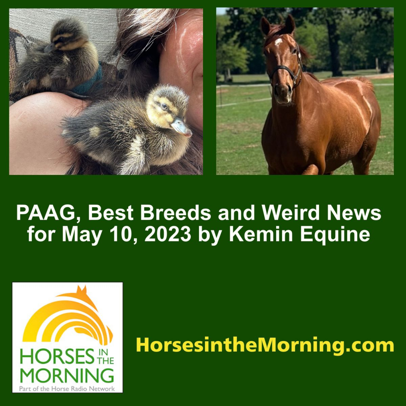 PAAG, Best Breeds and Weird News for May 10, 2023 by Kemin Equine ...